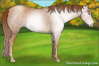 Horse Color:Gray Gold Champagne 