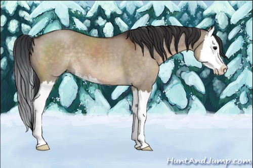Horse Color:Brown Dun Sabino Splash 