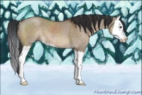 Horse Color:Brown Dun Sabino Splash 