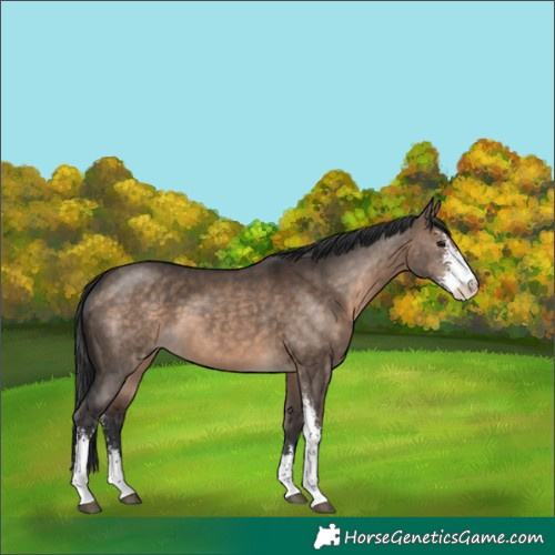 Horse Color:Brown Dun Sabino 