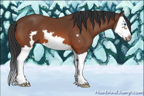 Horse Color:Bay Splash Frame