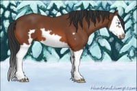 Horse Color:Bay Splash Frame 