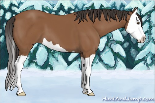 Horse Color:Bay Splash 