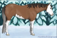 Horse Color:Bay Splash 