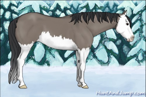 Horse Color:Grullo Splash 