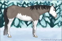 Horse Color:Grullo Splash 