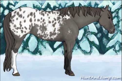 Horse Color:Grullo Appaloosa 