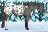 Horse Color:Grullo Appaloosa 