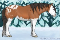 Horse Color:Bay Splash Appaloosa 