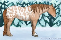 Horse Color:Bay Roan Pearl Appaloosa 