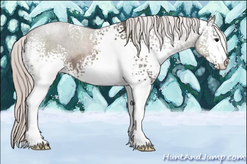 Horse Color:White Spotted Silver Blue Roan 