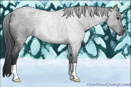 Horse Color:Blue Roan 