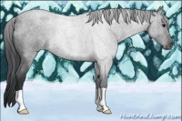 Horse Color:Blue Roan 