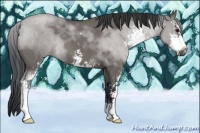 Horse Color:Grullo Roan Sabino 