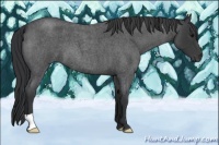 Horse Color:Blue Roan 