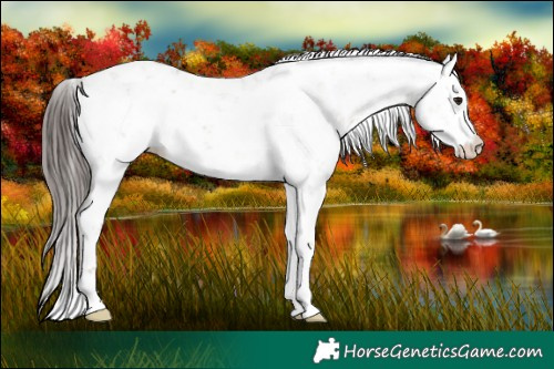 Horse Color:Classic Champagne Dun Sabino Rabicano 