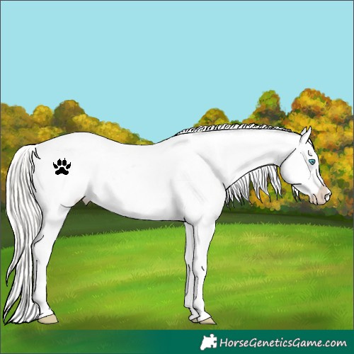 Horse Color:White Spotted Silver Buckskin Pearl Varnish
