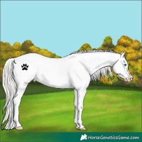 Horse Color:White Spotted Silver Buckskin Pearl Varnish