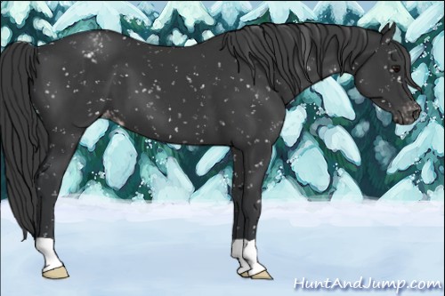 Horse Color:Black Appaloosa