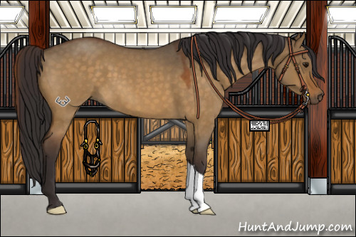 Horse Color:Buckskin Roan Dun