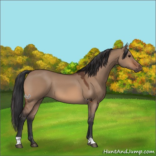 Horse Color:Bay Dun 