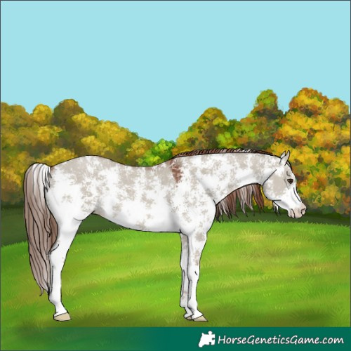 Horse Color:Red Dun Sabino 