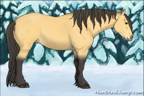 Horse Color:Buckskin 