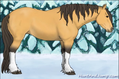 Horse Color:Buckskin