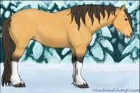 Horse Color:Buckskin 