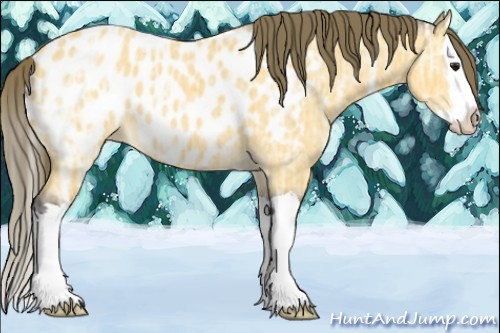 Horse Color:Buckskin Ice Roan Sabino Splash Near Leopard 