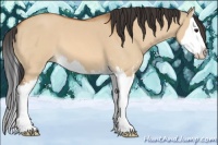 Horse Color:Bay Dun Sabino Splash 