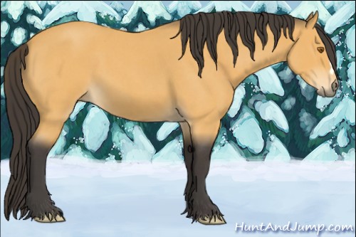 Horse Color:Buckskin Roan 