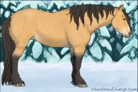 Horse Color:Buckskin Roan 
