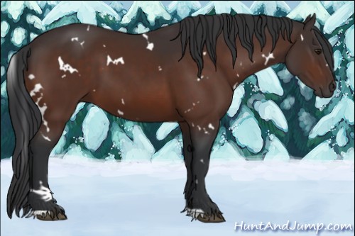 Horse Color:White Spotted Brown