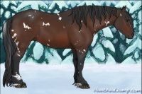 Horse Color:White Spotted Brown