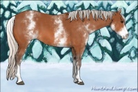 Horse Color:White Spotted Silver Bay