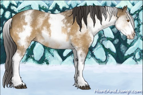 Horse Color:White Spotted Buckskin Rabicano 