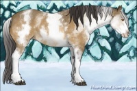 Horse Color:White Spotted Buckskin Rabicano