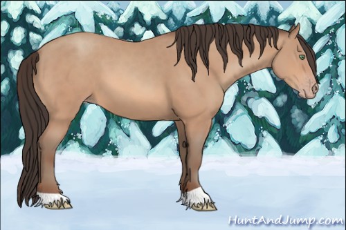 Horse Color:Amber Champagne 