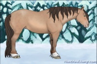 Horse Color:Amber Champagne 