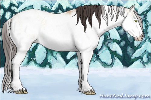 Horse Color:Amber Champagne Dun Sabino Rabicano 