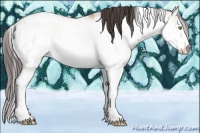 Horse Color:Amber Champagne Dun Sabino Rabicano 