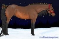 Horse Color:Bay  and Bay 