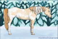 Horse Color:White Spotted Buckskin Pearl 
