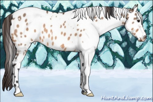 Horse Color:White Spotted Bay Dun Appaloosa