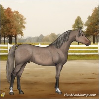 Horse Color:Liver Red Dun Mushroom 