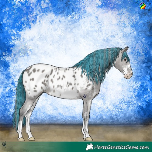 Horse Color:Painted Grullo Sabino Appaloosa Rabicano 