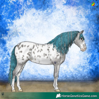 Horse Color:Painted Grullo Sabino Appaloosa Rabicano 