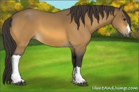 Horse Color:Buckskin 