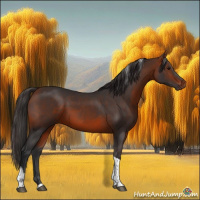 Horse Color:Bay Sabino Tobiano 